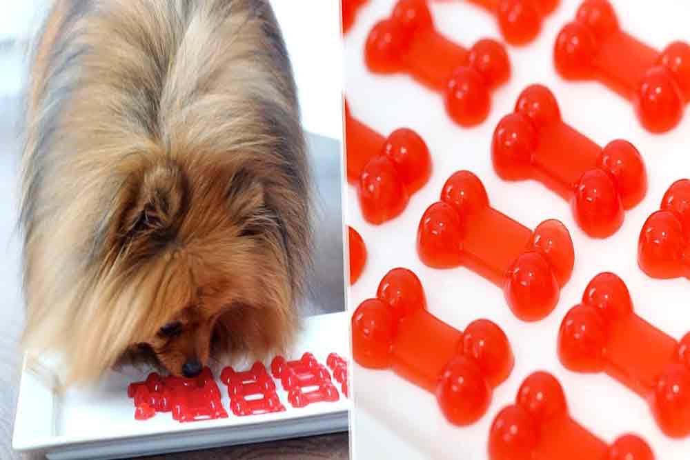 can-dogs-eat-gummy-bears